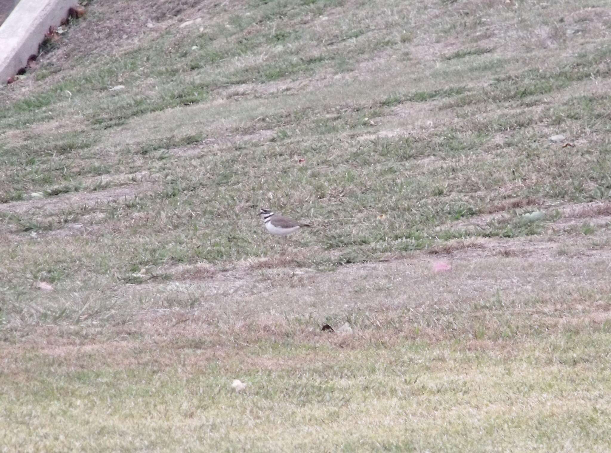 Image of Killdeer