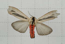 صورة Creatonotos gangis Linnaeus 1763