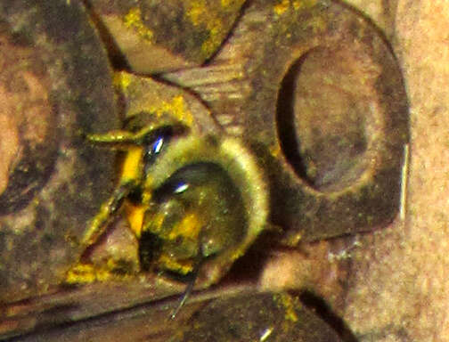 Image of Osmia coloradensis Cresson 1878