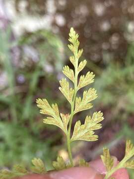 Gastoniella chaerophylla (Desv.) Li Bing Zhang & Liang Zhang的圖片