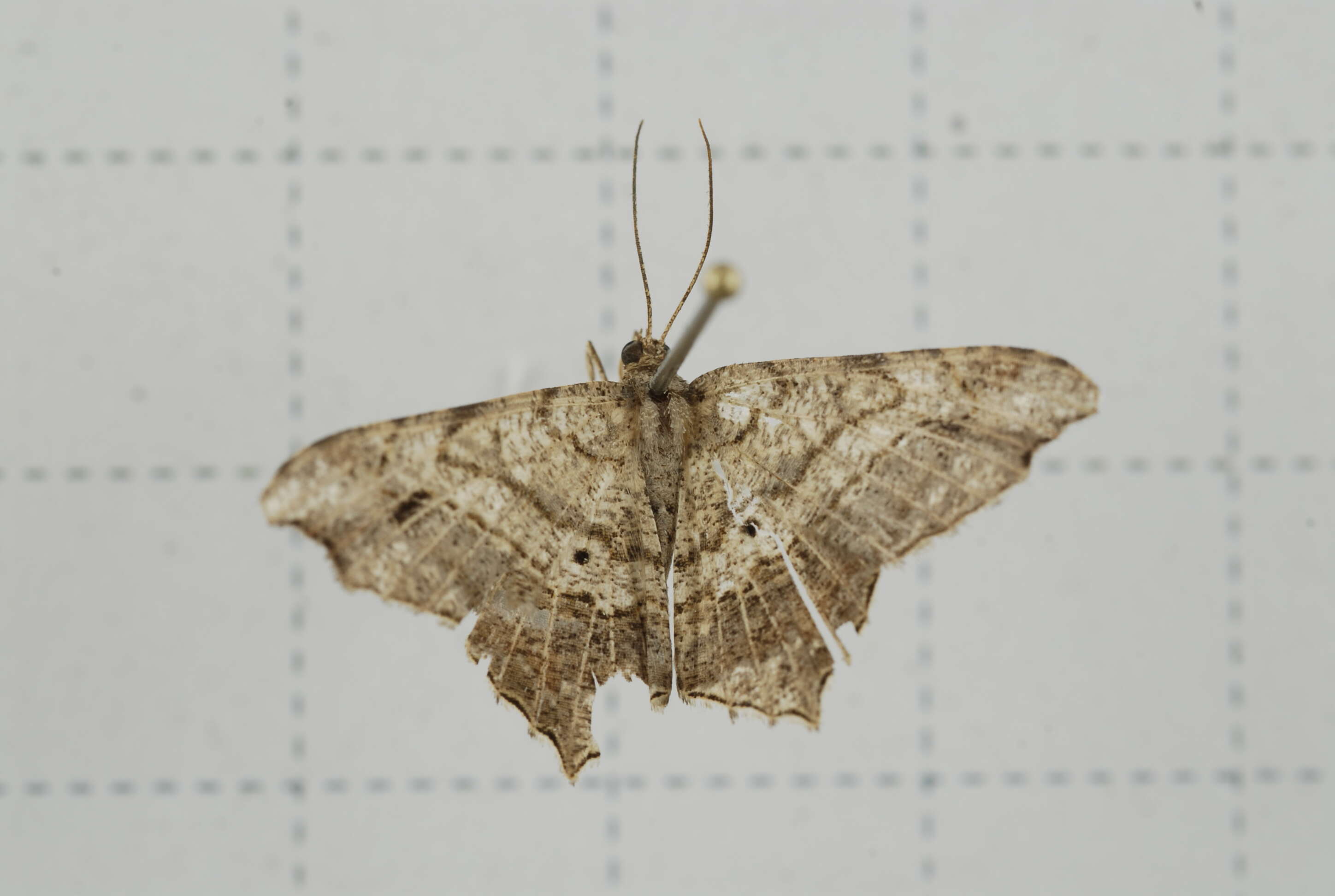 Image of Semiothisa emersaria Walker 1861