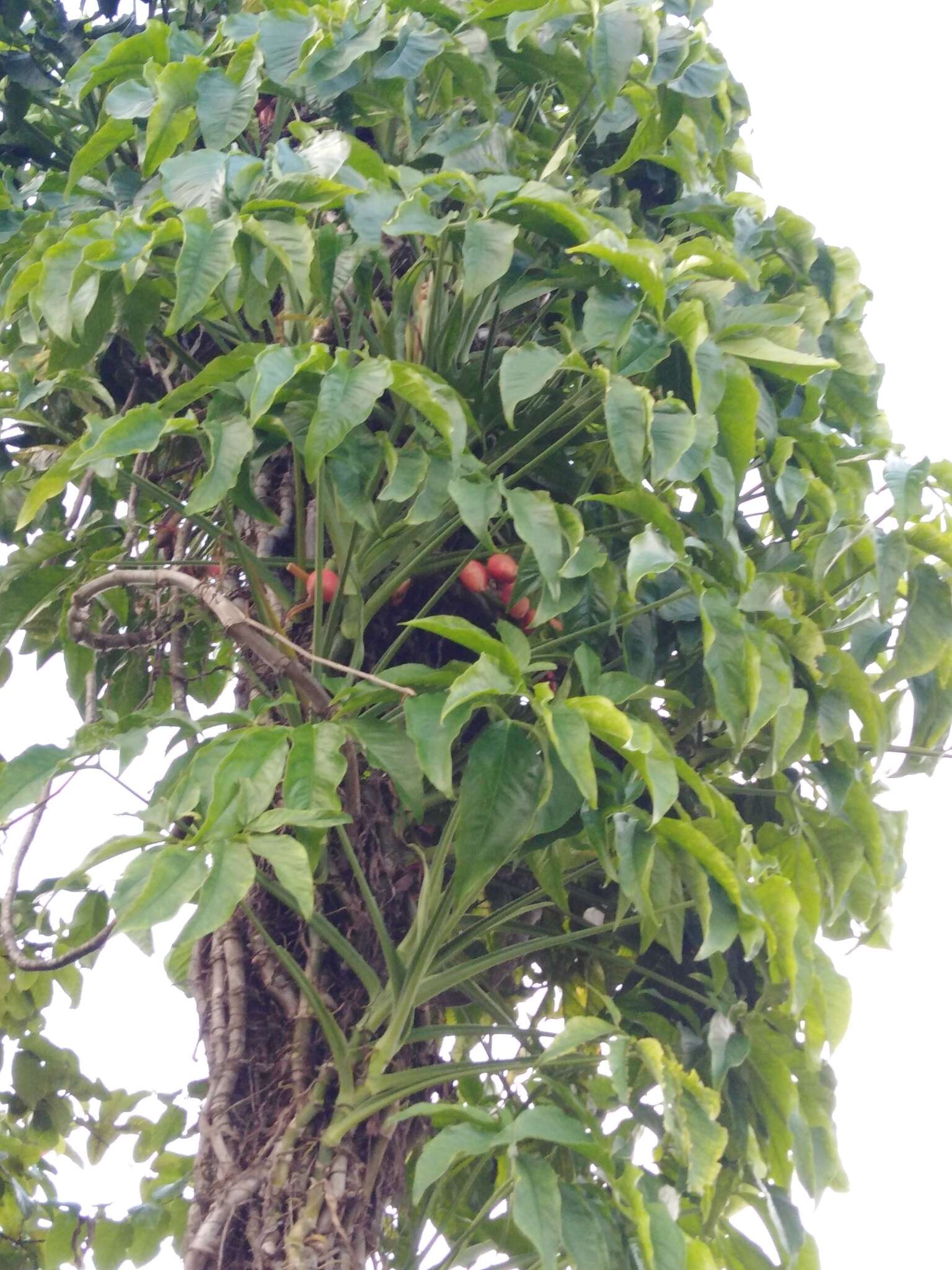 Imagem de Syngonium angustatum Schott