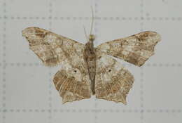 Image of Semiothisa emersaria Walker 1861