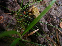 Image de Pristimantis erythropleura (Boulenger 1896)