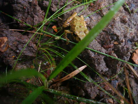 Image de Pristimantis erythropleura (Boulenger 1896)