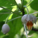 Image of Impatiens kerriae Craib