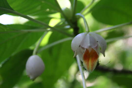 Image of Impatiens kerriae Craib