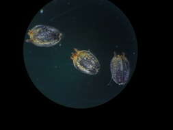 صورة Knoxia sumatrensis (Retz.) DC.