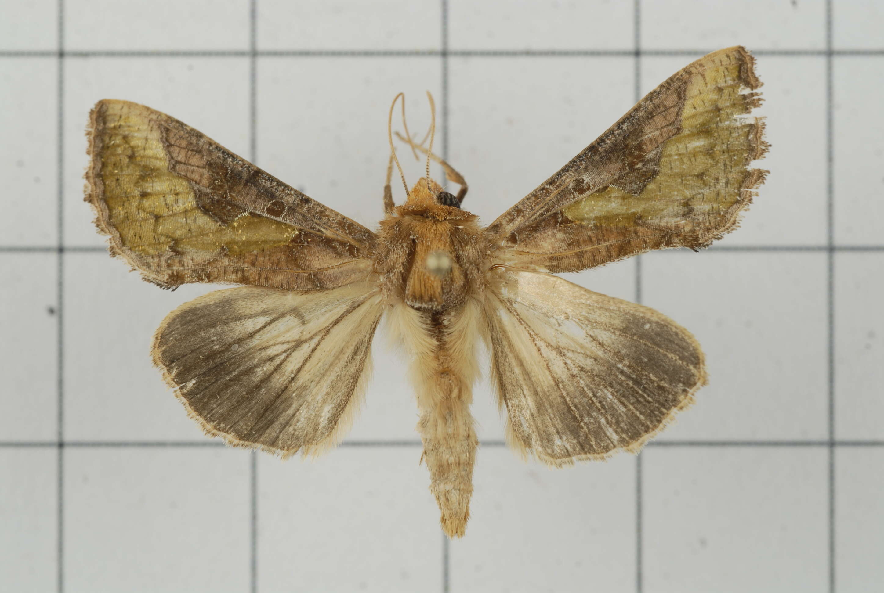 صورة Thysanoplusia orichalcea Fabricius 1775