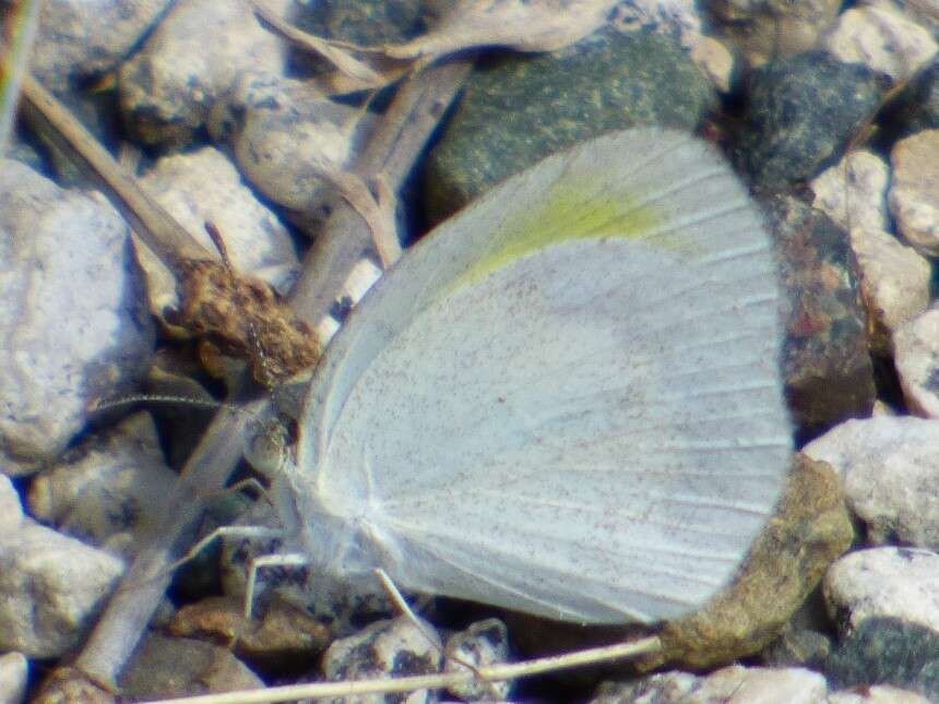 Image of Eurema elathea (Cramer (1777))