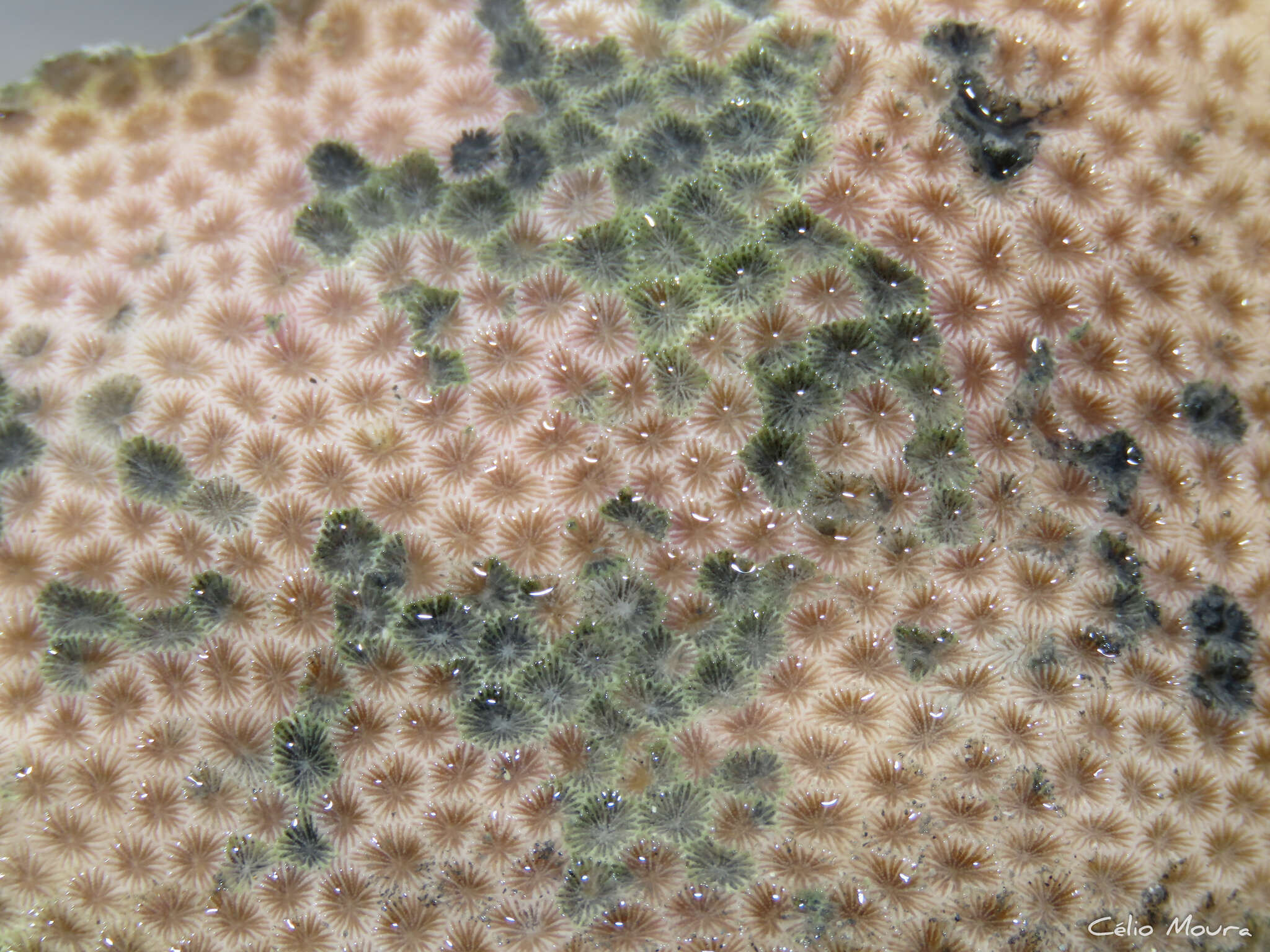 Image of Brazilian Starlet Coral