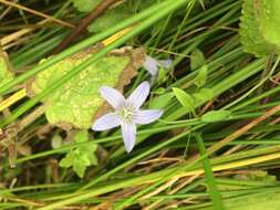 Campanula californica (Kellogg) A. Heller resmi