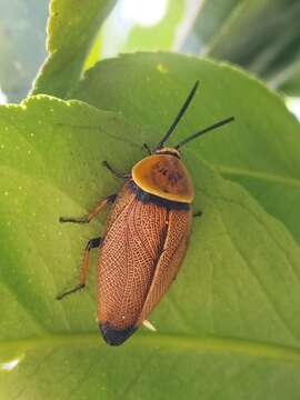 Image of Ellipsidion amplum Hebard 1943