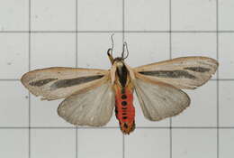 صورة Creatonotos gangis Linnaeus 1763