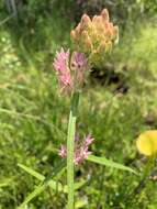 Слика од Asclepias rubra L.