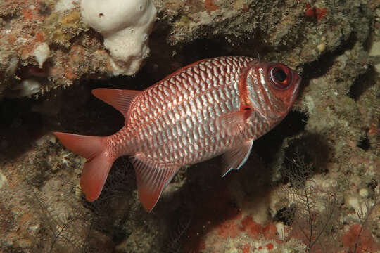 Image of Australian Squirrel-fish