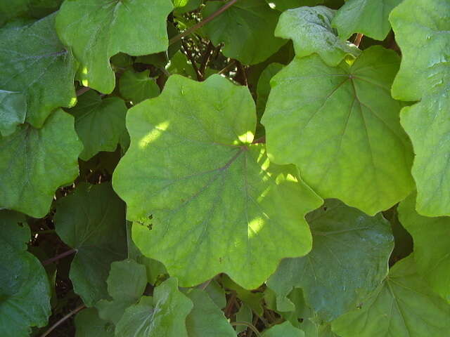 Image of velvet groundsel