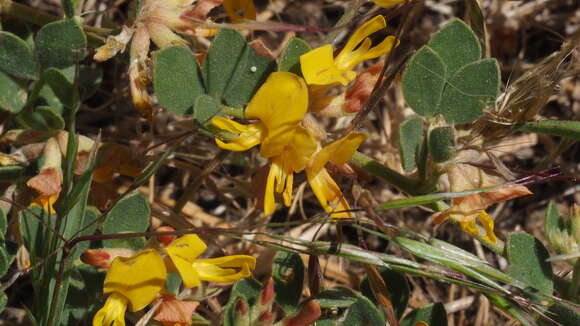 Image de Acmispon decumbens