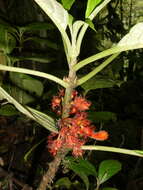 Image of Glossoloma medusaeum (L. E. Skog) J. L. Clark