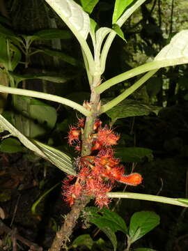 Glossoloma medusaeum (L. E. Skog) J. L. Clark的圖片