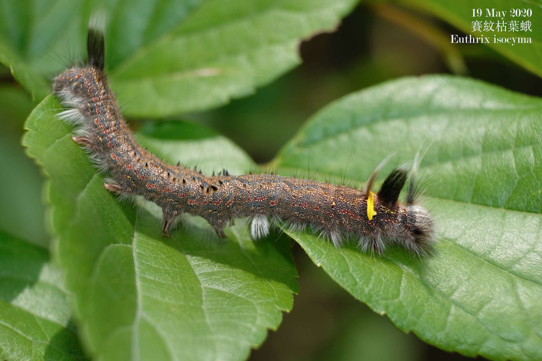 Слика од Euthrix isocyma Hampson 1892