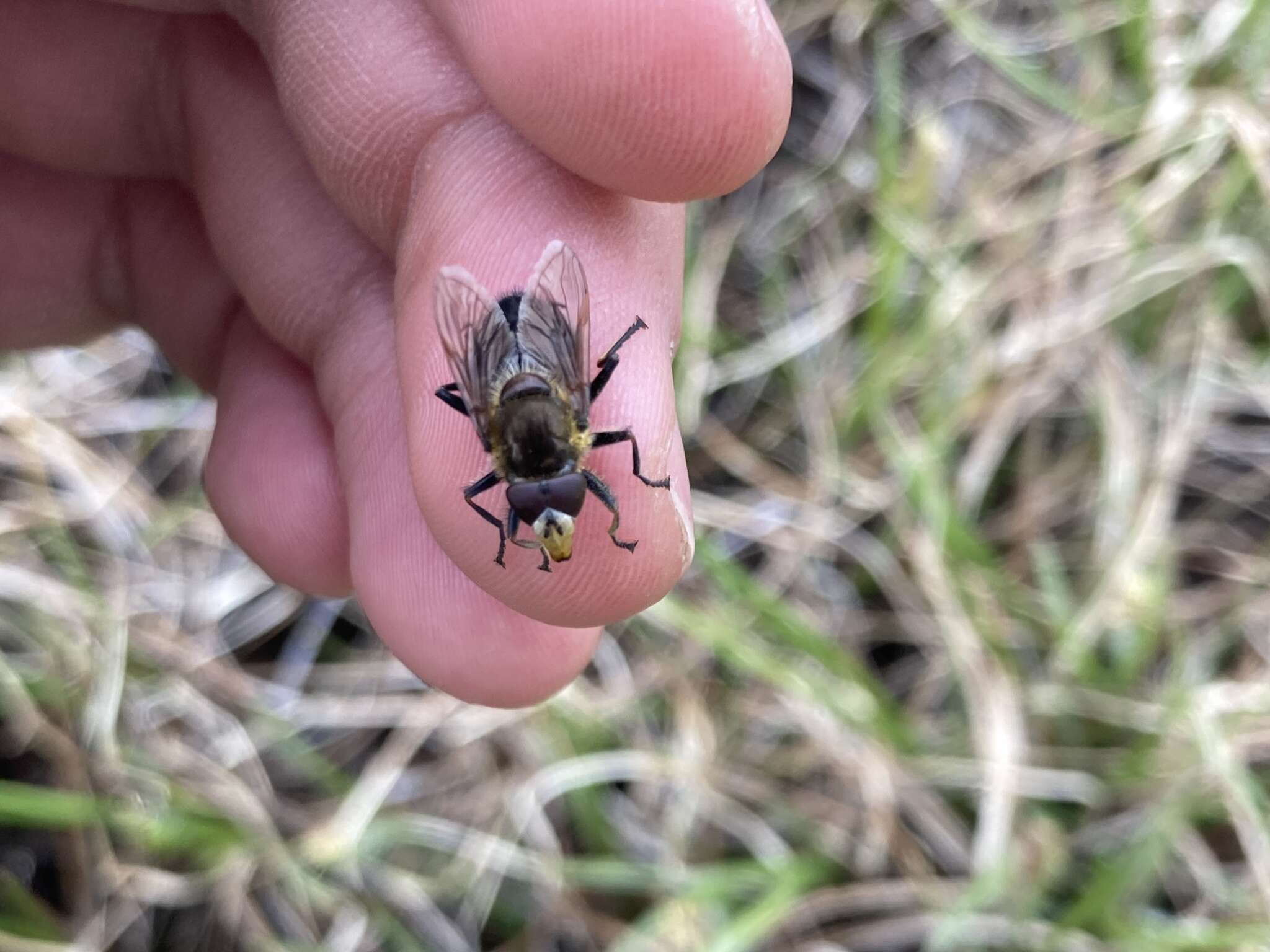 Image of Sericomyia tolli (Frey 1915)