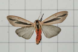 صورة Creatonotos gangis Linnaeus 1763