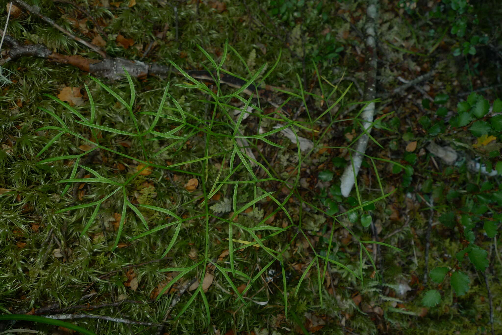 Image of Anisotome filifolia (Hook. fil.) Cockayne & Laing