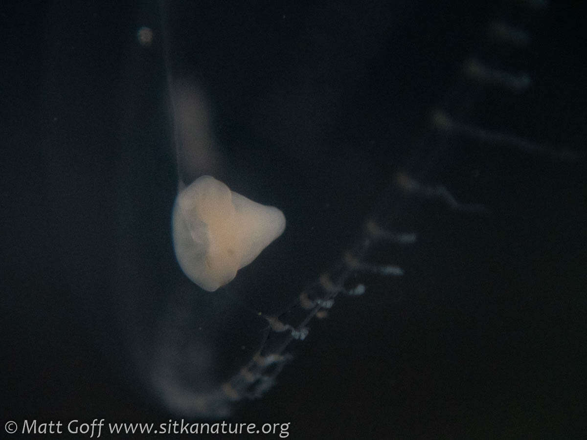 Image of 12-tentacle parasitic anemone