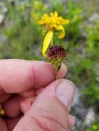 Image de Verbesina heterophylla (Chapman) A. Gray