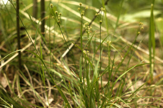 Plancia ëd Luzula pallescens Sw.