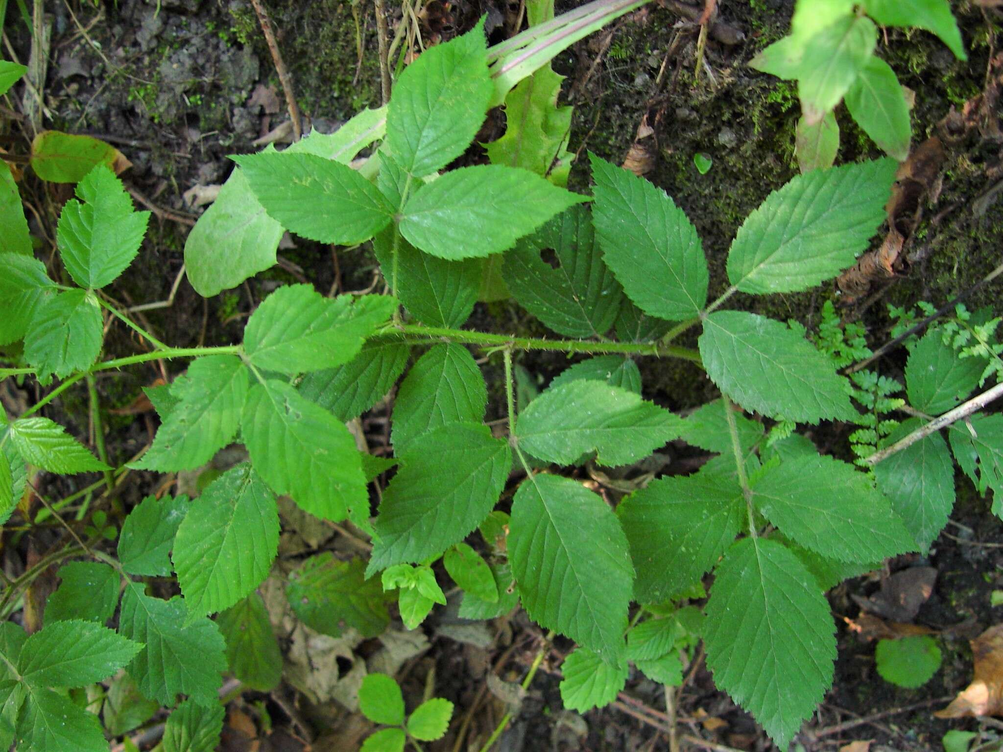 Image of Rubus sprengelii Weihe