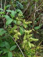 Слика од Lepechinia betonicifolia (Lam.) Epling