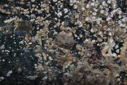 Image of Common Keyhole Limpet