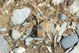 Image de Lycaena boldenarum White 1862