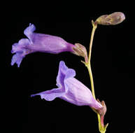 Image de Penstemon dasyphyllus A. Gray