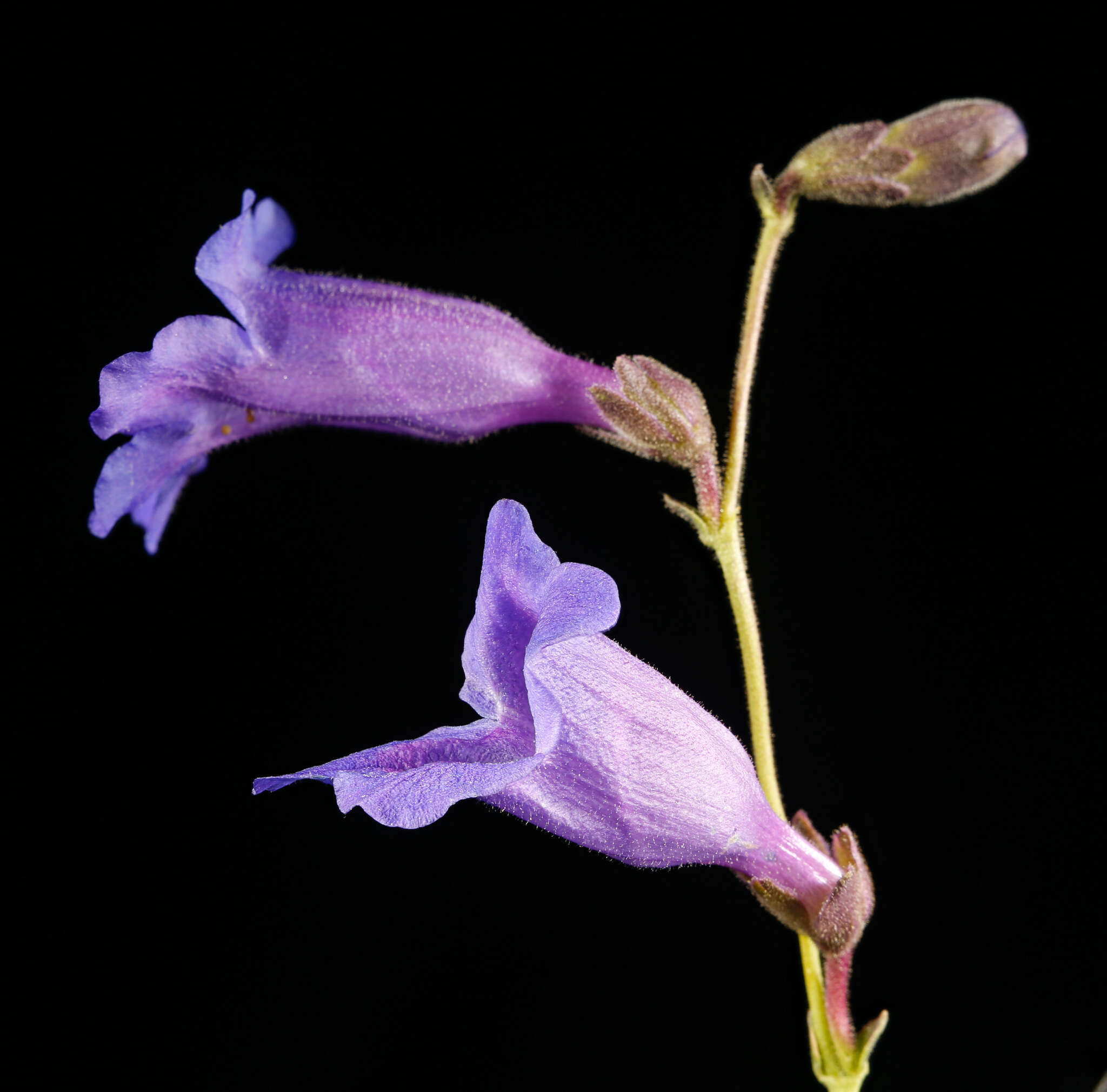 Image de Penstemon dasyphyllus A. Gray