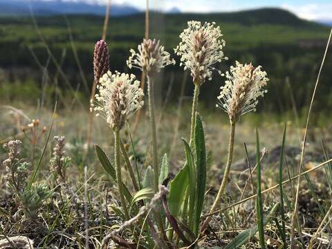 Image of gray pubescent plantain