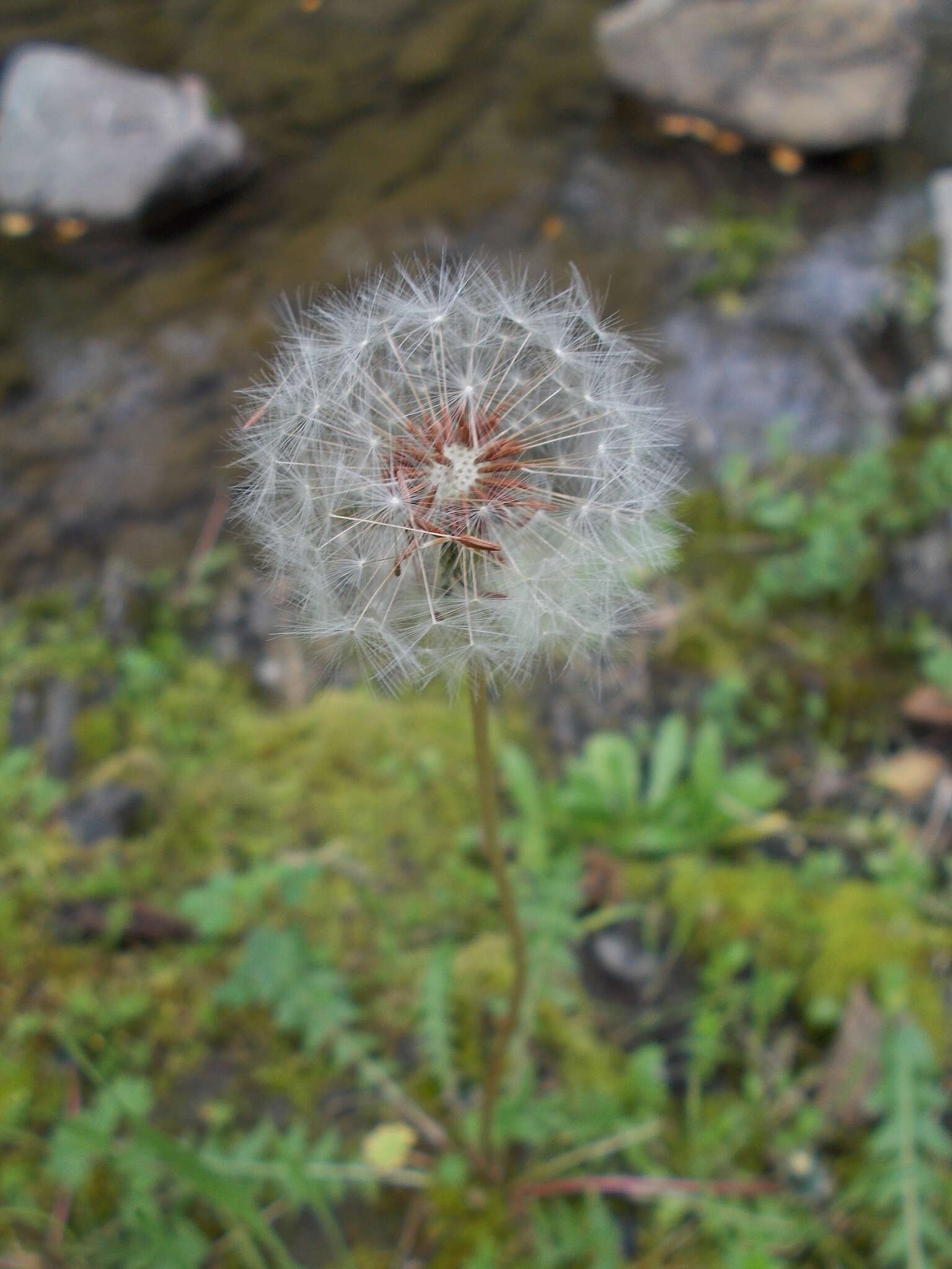 Image of Rock dandelion