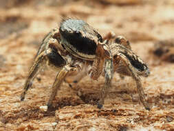 Image of Habronattus mexicanus (Peckham & Peckham 1896)