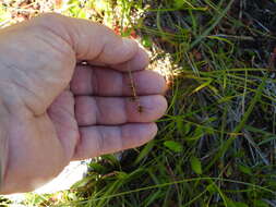 Слика од Carex echinata subsp. phyllomanica (W. Boott) Reznicek