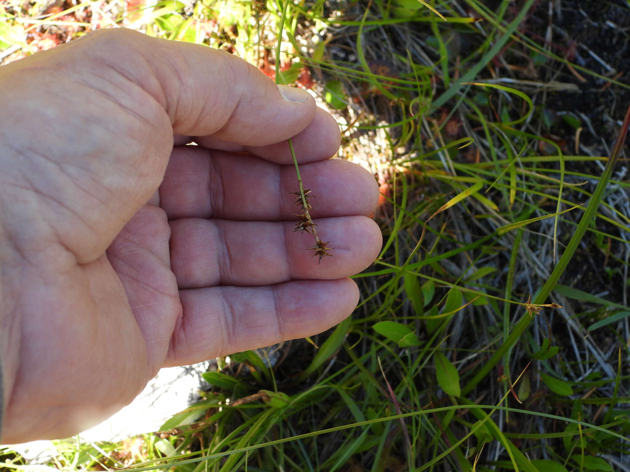 Слика од Carex echinata subsp. phyllomanica (W. Boott) Reznicek