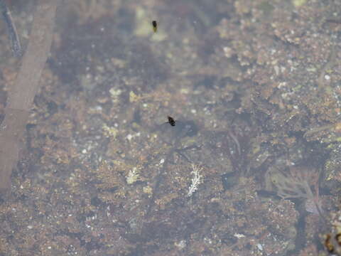 Image of coral bugs