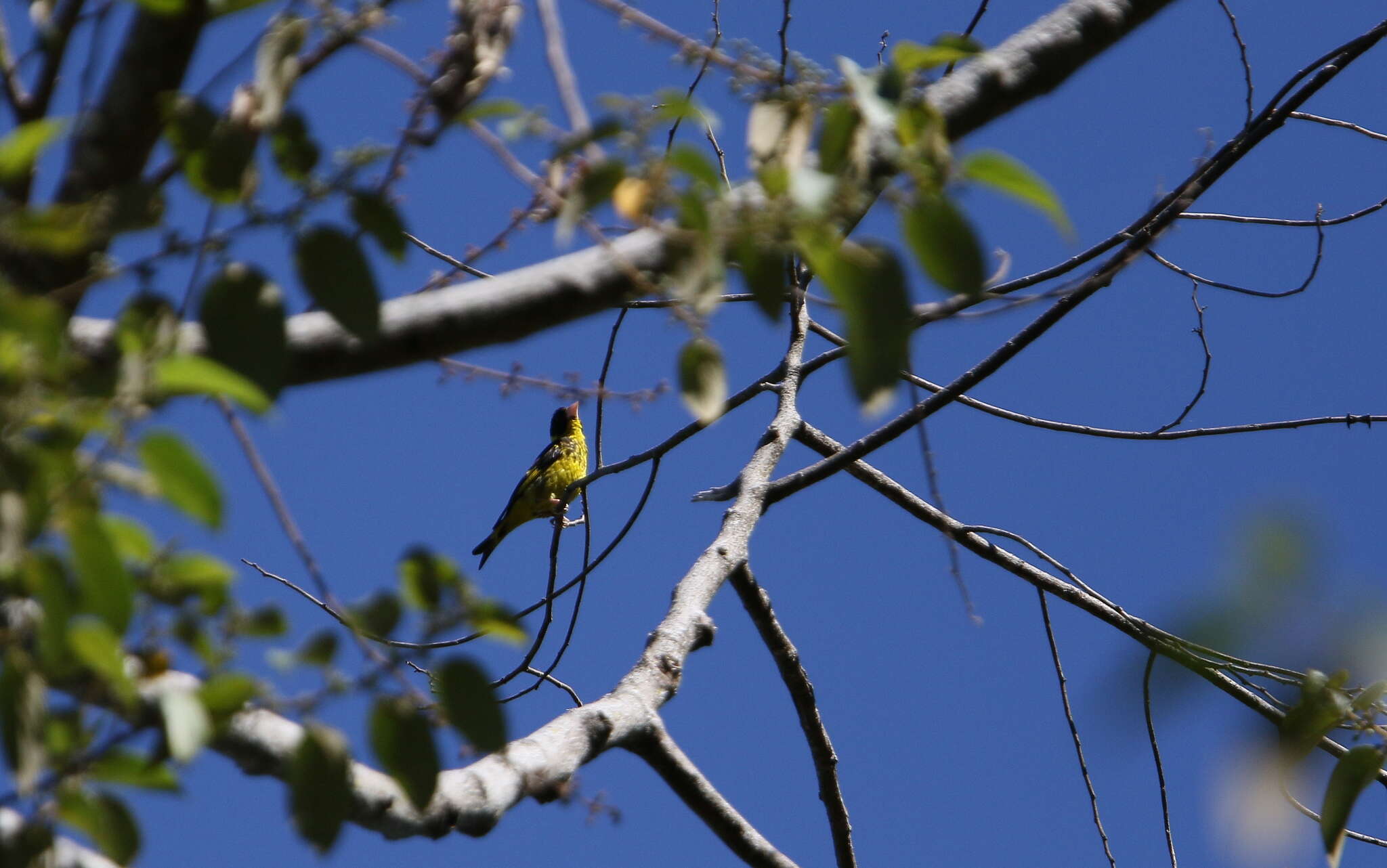 Image of Vietnamese Greenfinch