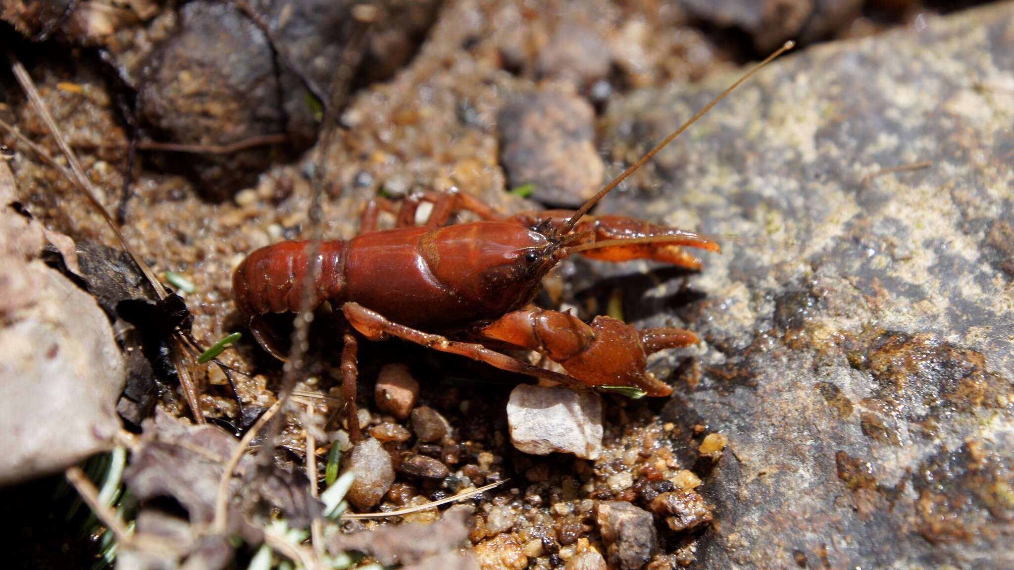 Image of Cambarus asperimanus Faxon 1914