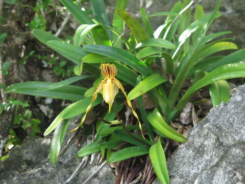 Image de Paphiopedilum glanduliferum (Blume) Stein