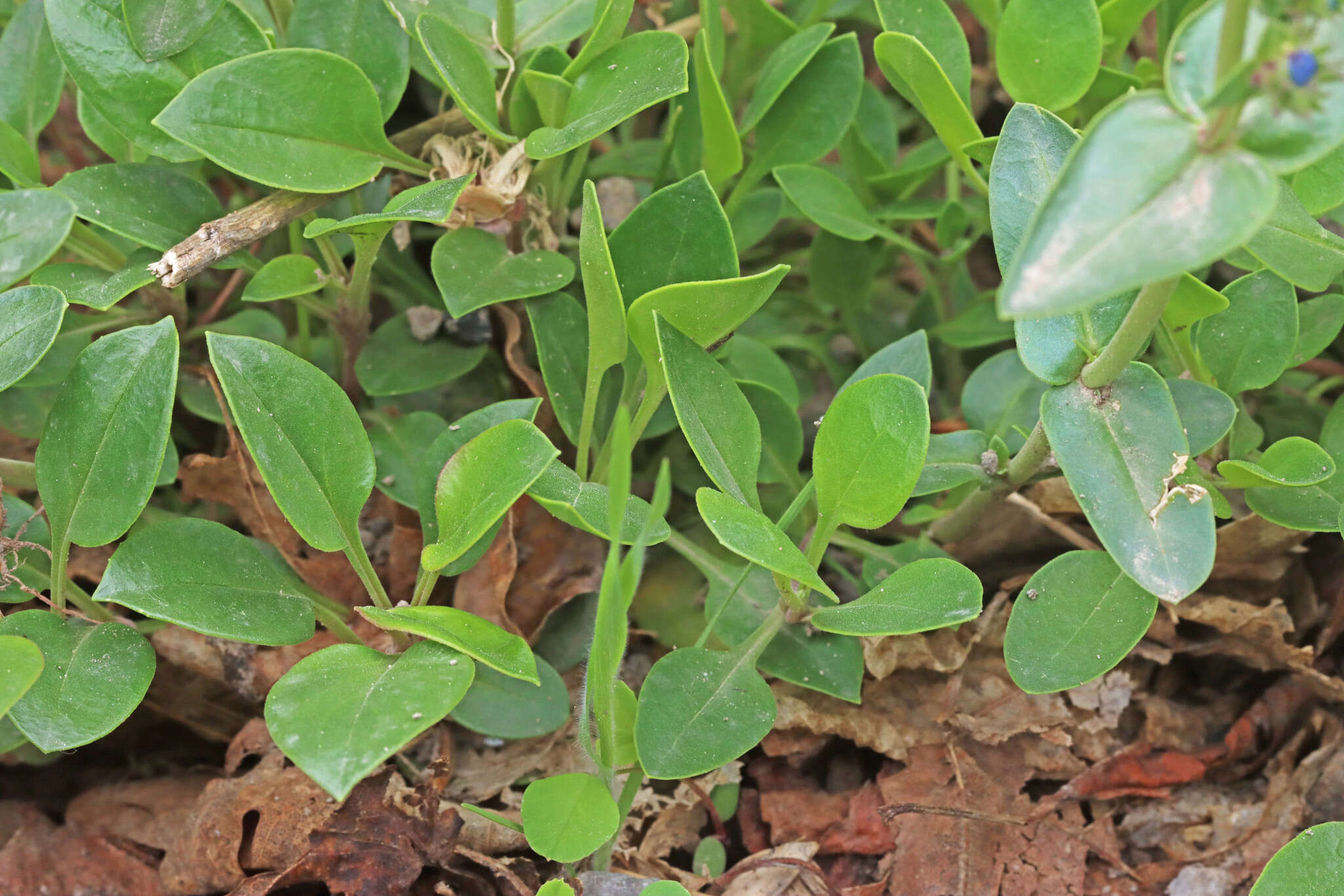 Image of low beardtongue