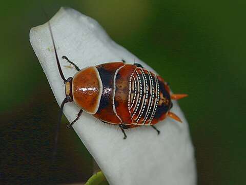 Image of Ellipsidion australe Saussure 1863