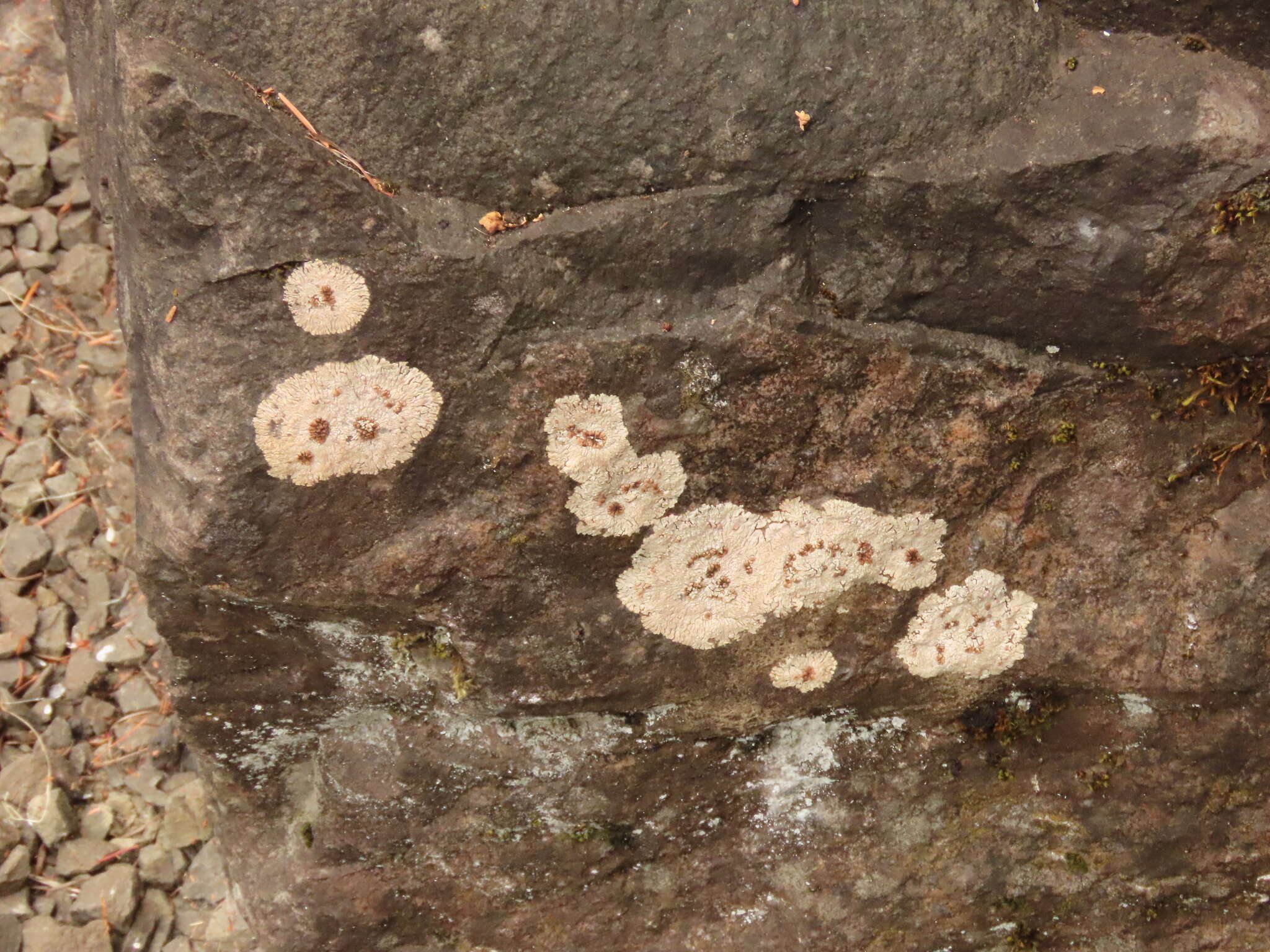 Слика од Placopsis gelida (L.) Linds.