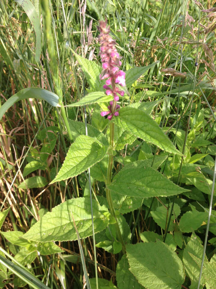 Stachys latidens Small resmi